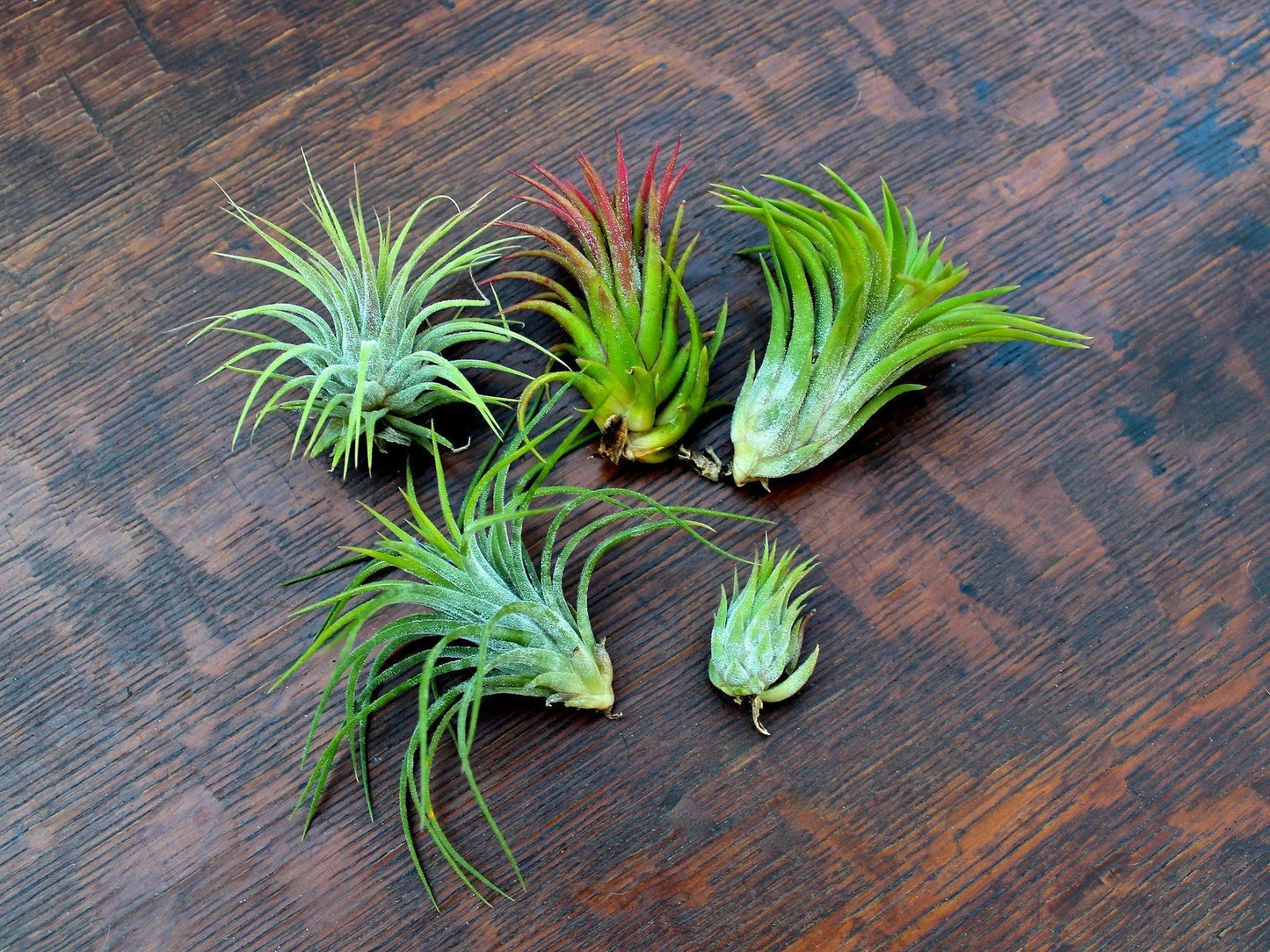 Tillandsia Ionantha