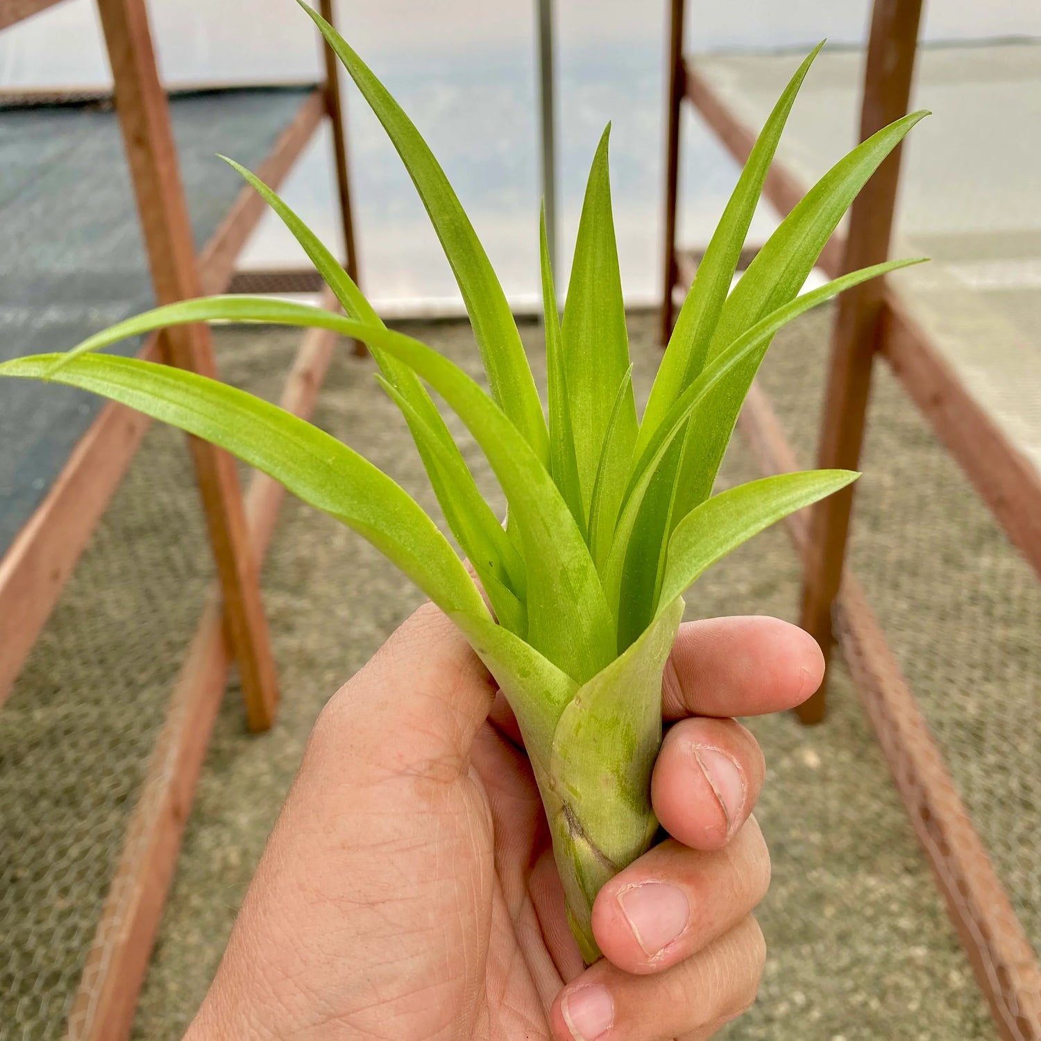 Indoor Plants