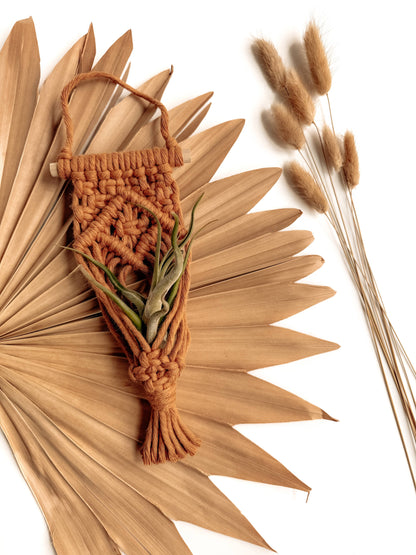 Air Plant Hanger | Macrame Planter Holder | Boho Home Decor: Latte