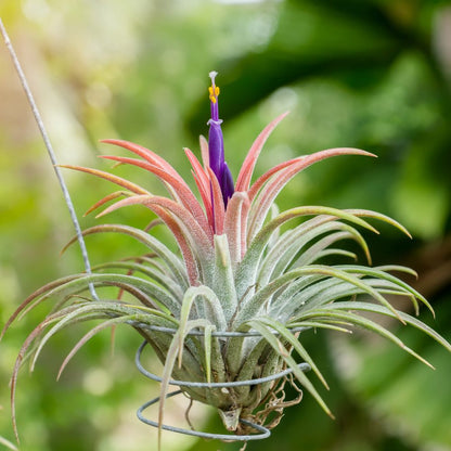 Tillandsia Ionantha