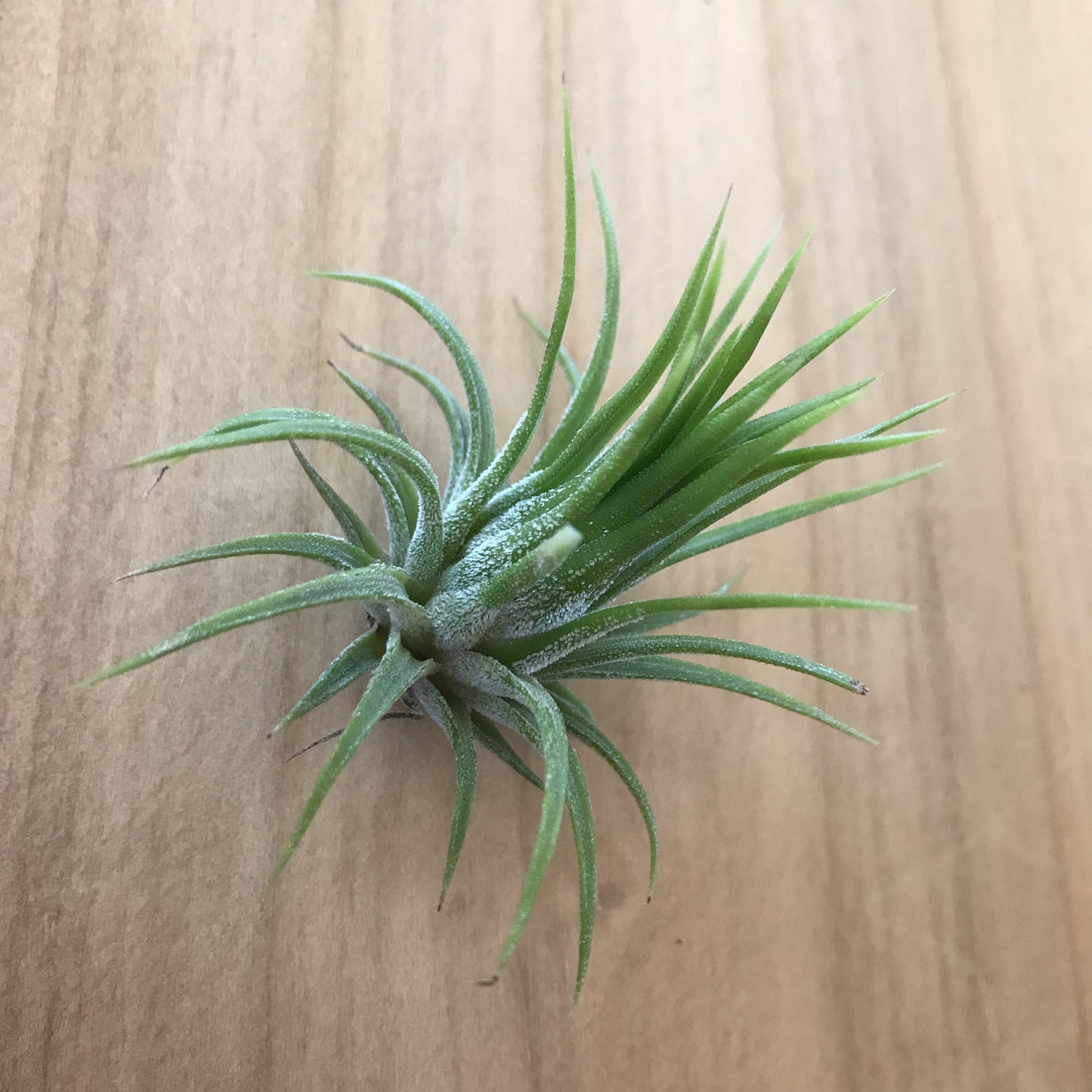 Tillandsia Ionantha