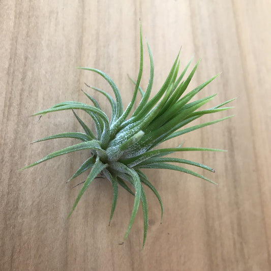 Tillandsia Ionantha