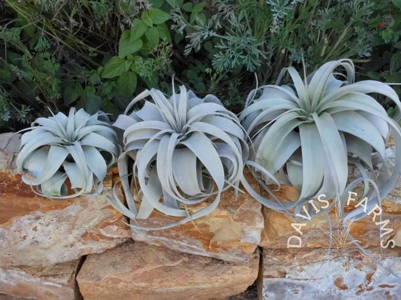 Tillandsia=Xerographica
